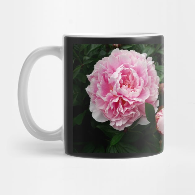 peony by robelf